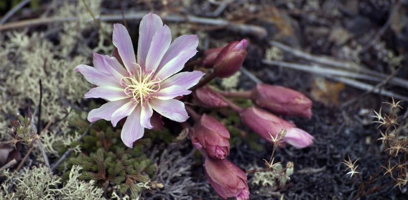 Flores marchitas